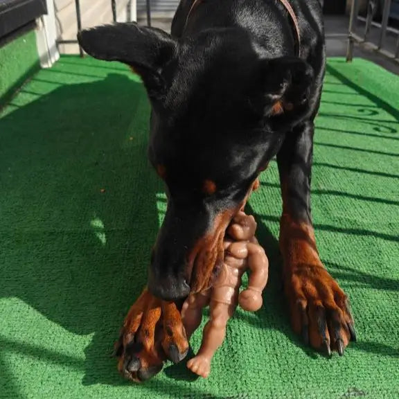 Nylon Dog Chew Toy with a Textured Solid Body, Squeaker-Free Enrichment for Supervised Power Chewing source image 9