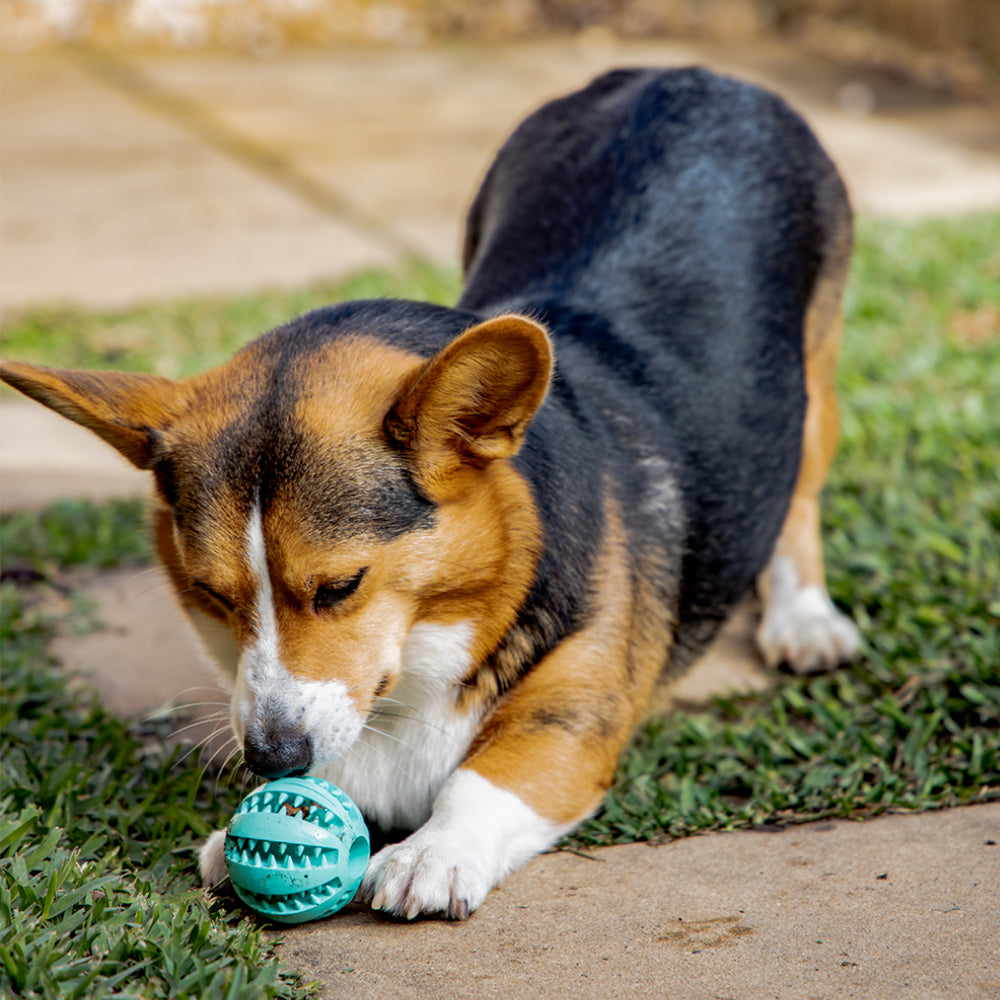 Natural Rubber Treat-Dispensing Dog Toy, Flexible Dental Chew Ball for Fetch in 6 cm and 7 cm Sizes source image 9