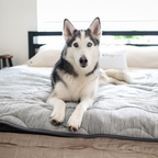 Cooling Waterproof Dog Blanket in Arctic Grey for Indoor Comfort and Furniture Protection, Two Sizes source image 9