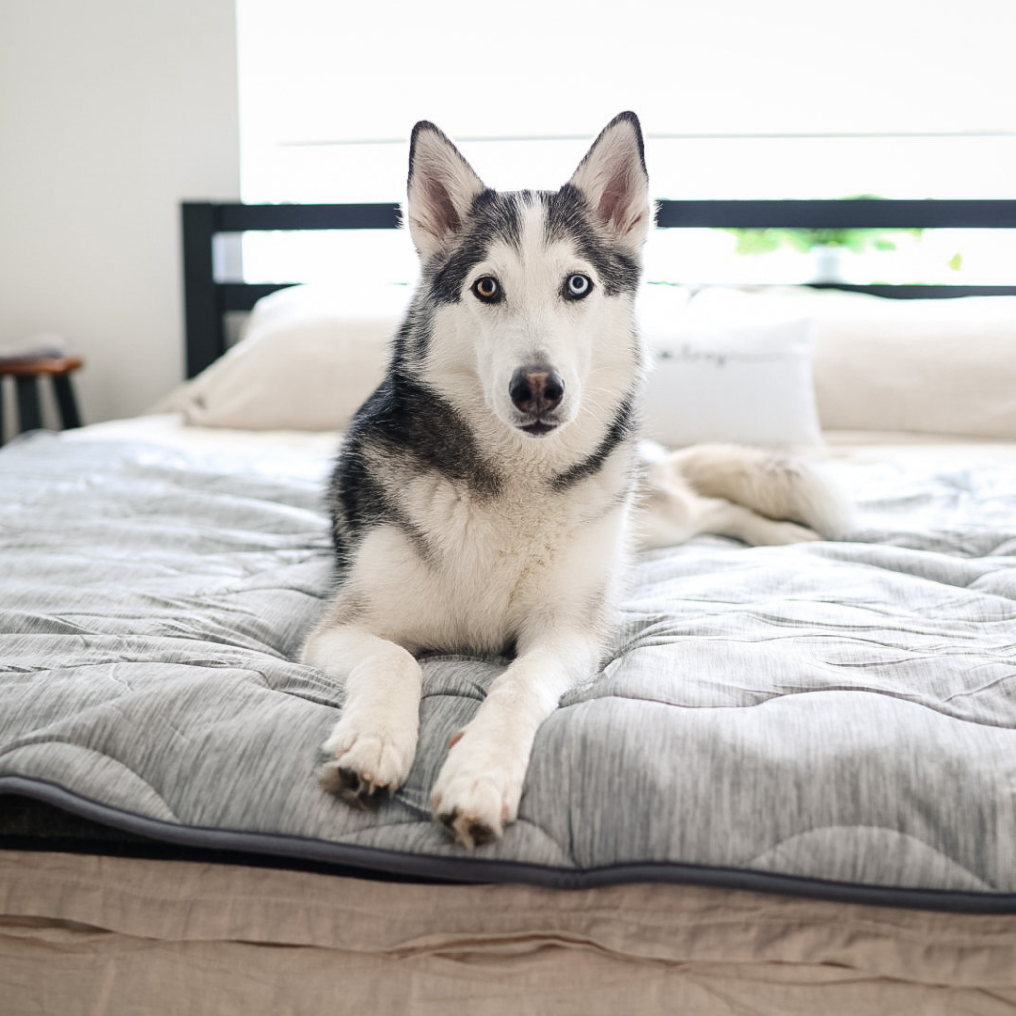 Cooling Waterproof Dog Blanket in Arctic Grey for Indoor Comfort and Furniture Protection, Two Sizes source image 9