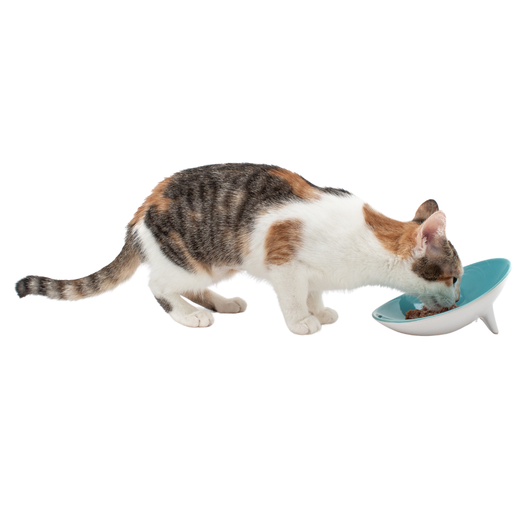 Tilted Ceramic Cat Bowl with Wide Oval Shape for Whisker-Friendly Wet and Dry Food Mealtimes source image 9