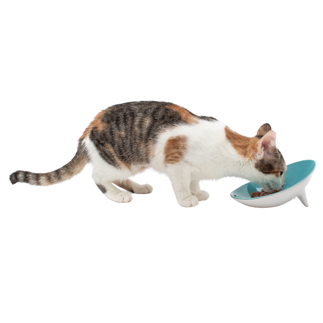 Tilted Ceramic Cat Bowl with Wide Oval Shape for Whisker-Friendly Wet and Dry Food Mealtimes source image 9