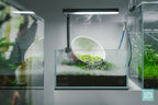 Rimless Shallow Aquarium Tank, Low-Iron Open-Top Design for Planted or Reef Aquascapes from 0.5 to 68.4 Gallons source image 9