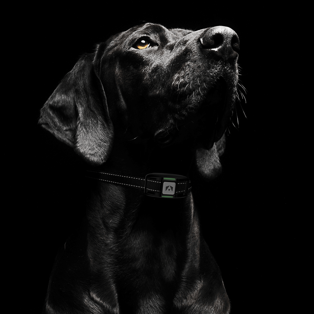 Remote Dog Training Collar, 123-Level Beep, Vibration and Static Control, IP67 Receiver, 1,100-Yard Range source image 9
