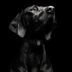 Remote Dog Training Collar, 123-Level Beep, Vibration and Static Control, IP67 Receiver, 1,100-Yard Range source image 9