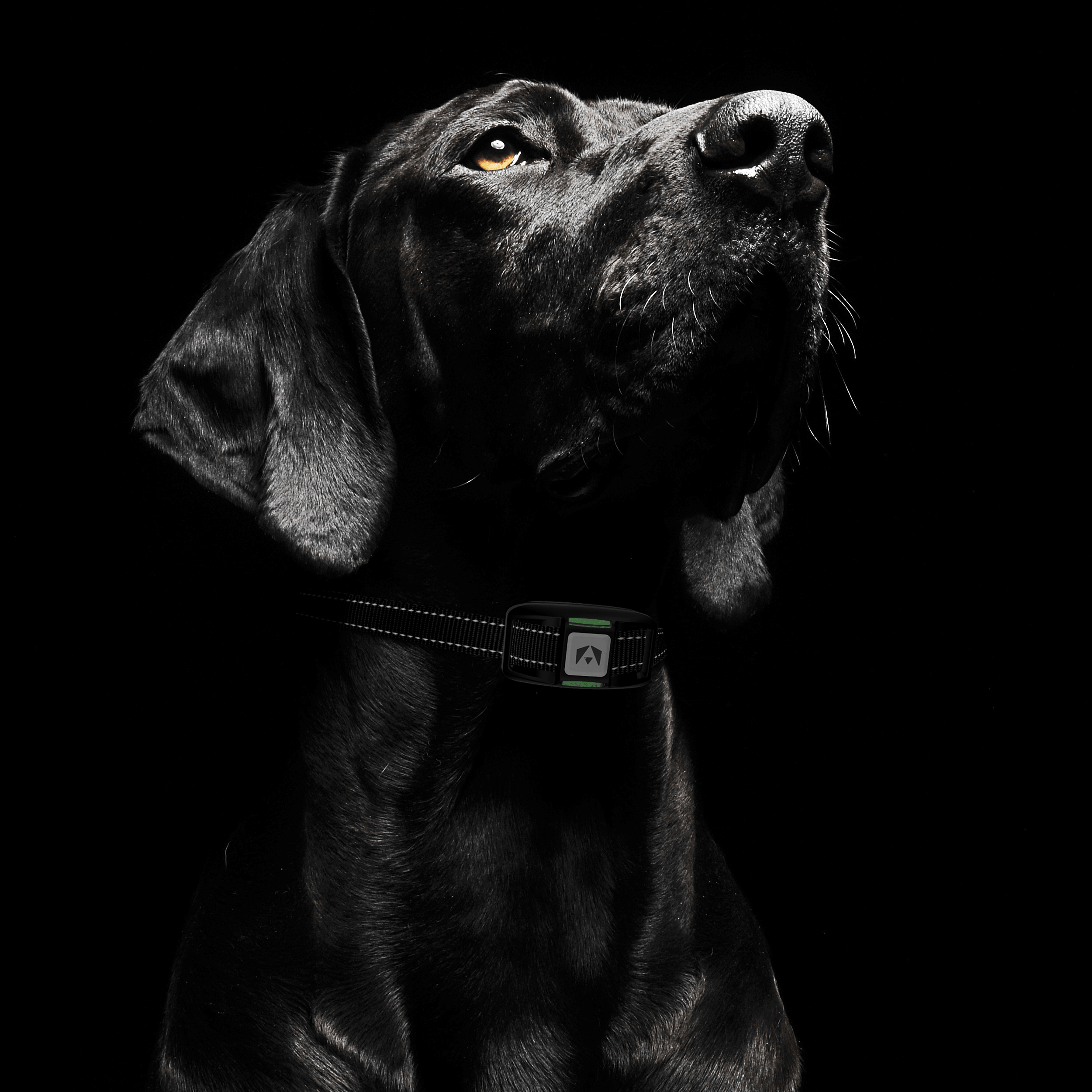 Remote Dog Training Collar, 123-Level Beep, Vibration and Static Control, IP67 Receiver, 1,100-Yard Range source image 9