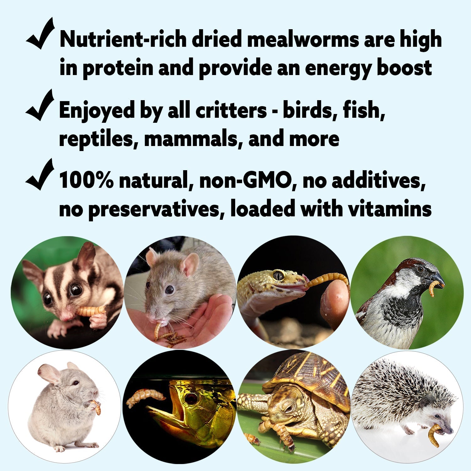 Dried Insect Poultry Feed, Mealworm and BSFL Foraging Supplement in Four Bulk Sizes for Chickens and Ducks source image 9