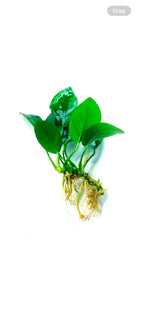 Live Anubias Barteri Aquarium Plant product image 9