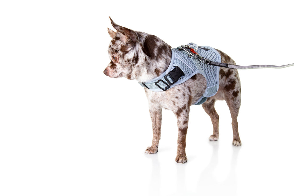 Martingale Dog Harness product image 9