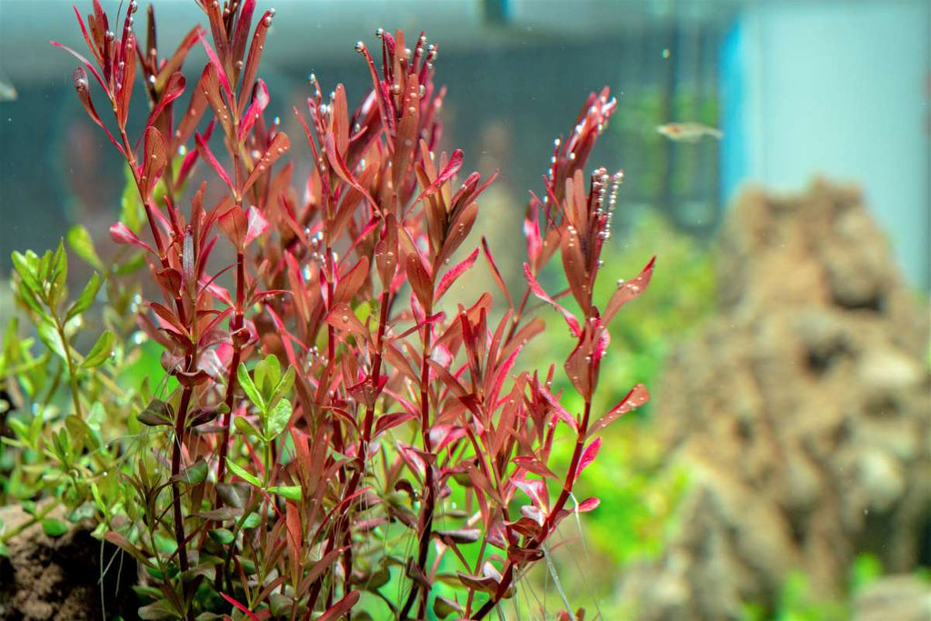 Red Rotala Aquarium Stem Plant product image 9