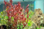 Red Rotala Aquarium Stem Plant product image 9