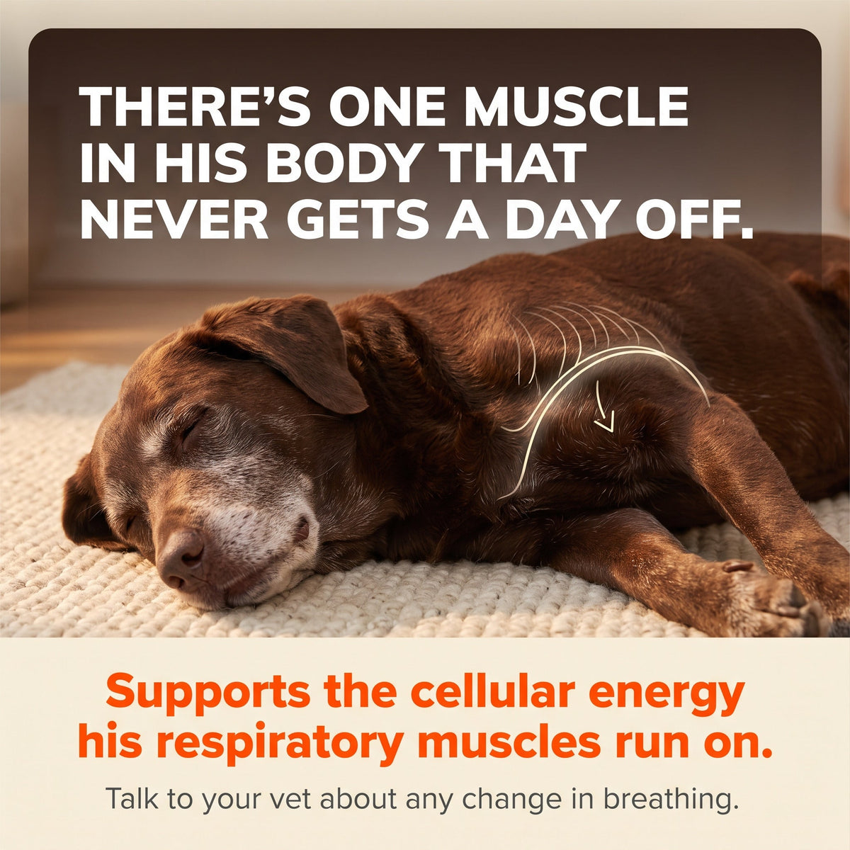 Liquid Dog Wellness Supplement product image 9