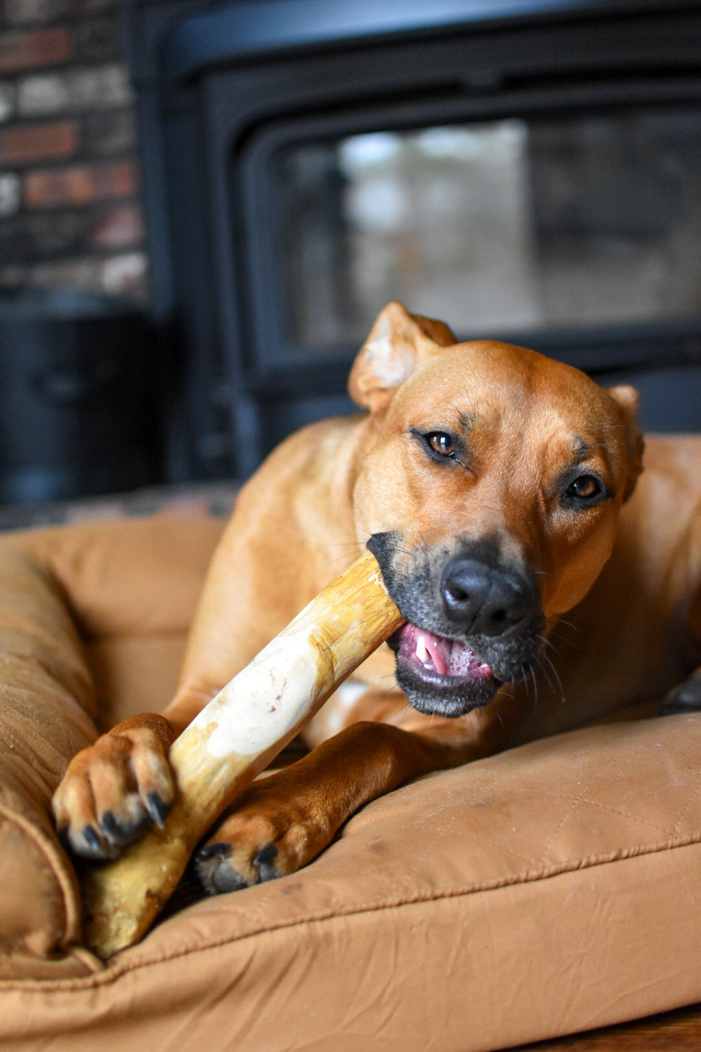 Dog Chew Variety Pack product image 9