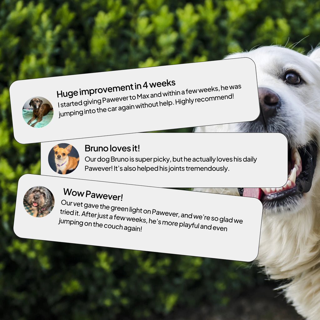 Dog Joint Supplement product image 9