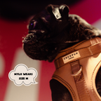 Adjustable No-Pull Dog Harness product image 9