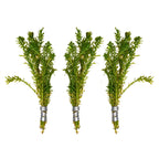 Aquatic Plants product image 9