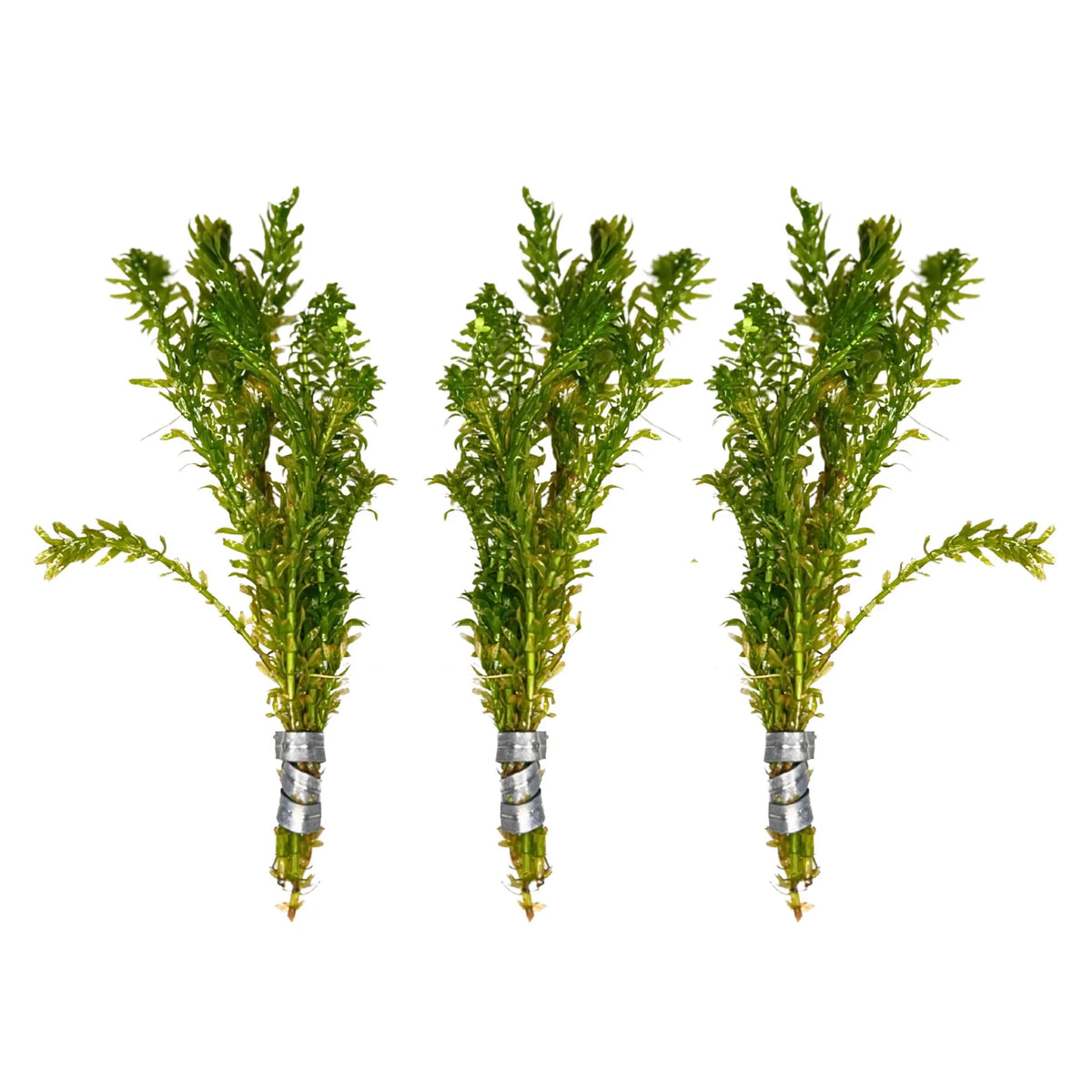 Aquatic Plants product image 9