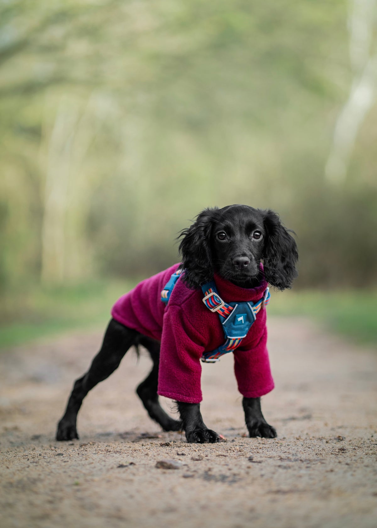 Dog Harness product image 9
