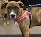 Pet Harness product image 9