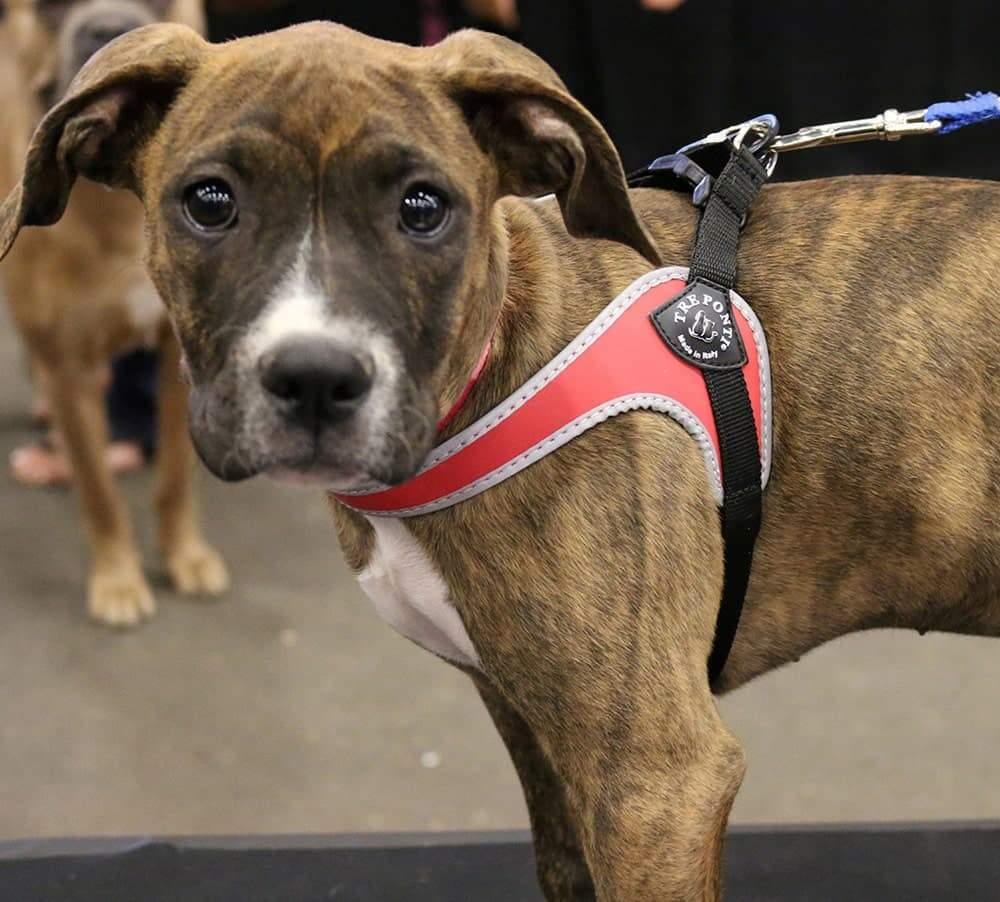Pet Harness product image 9