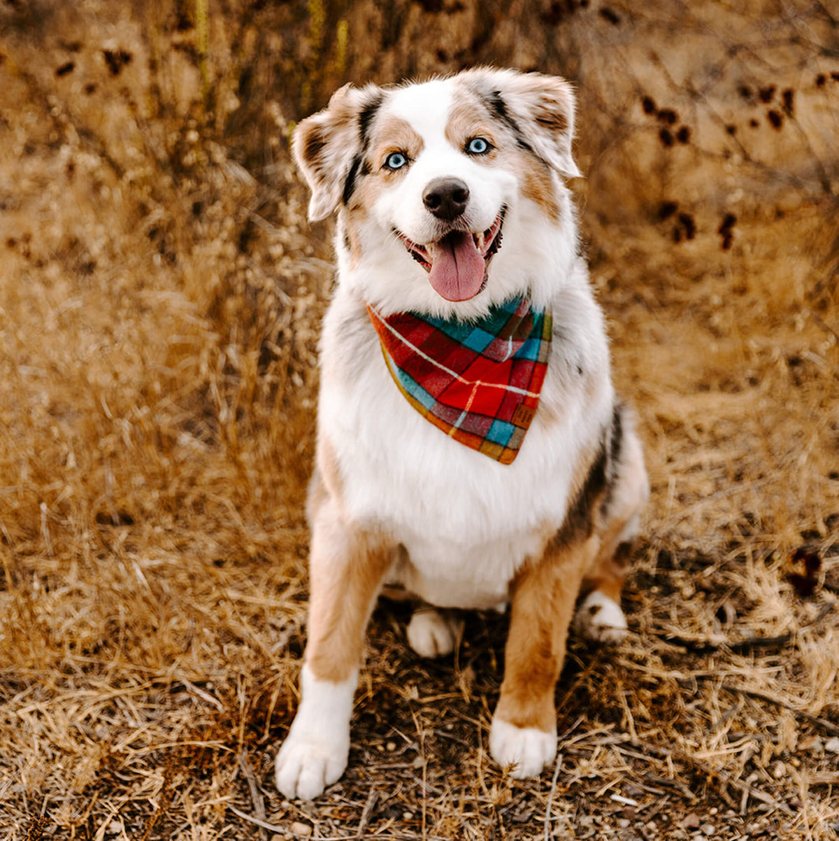 Dog Bandana product image 9