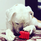 Rubber Dog Toy product image 9