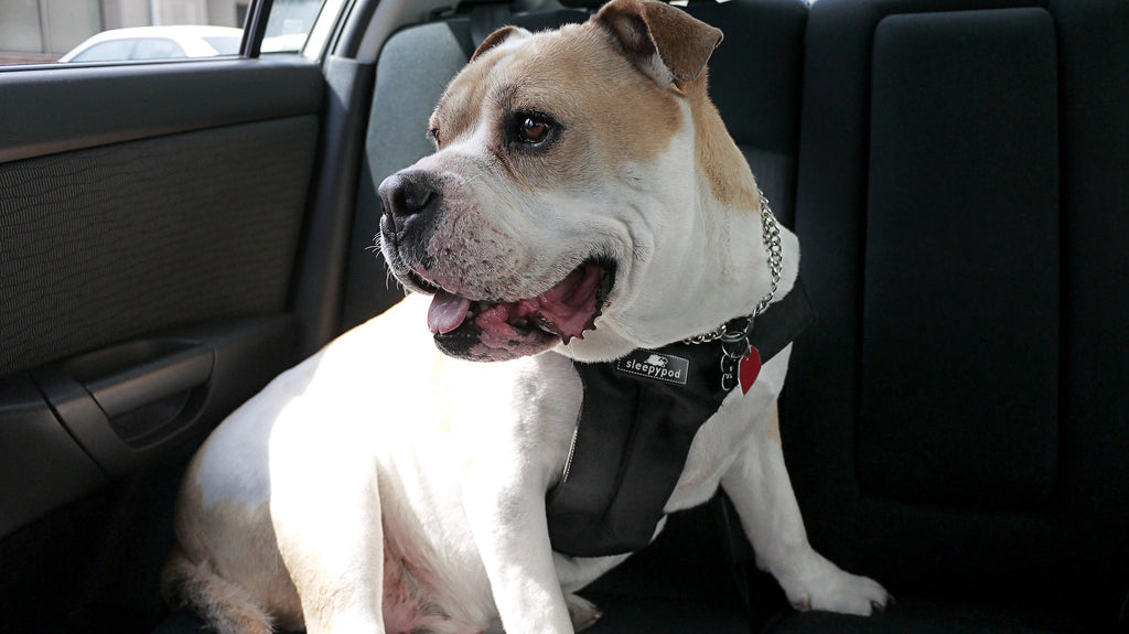 Dog Car Harness product image 9