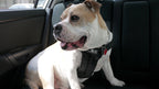 Dog Car Harness product image 9