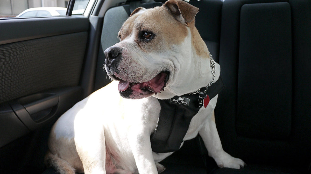 Dog Car Harness product image 9