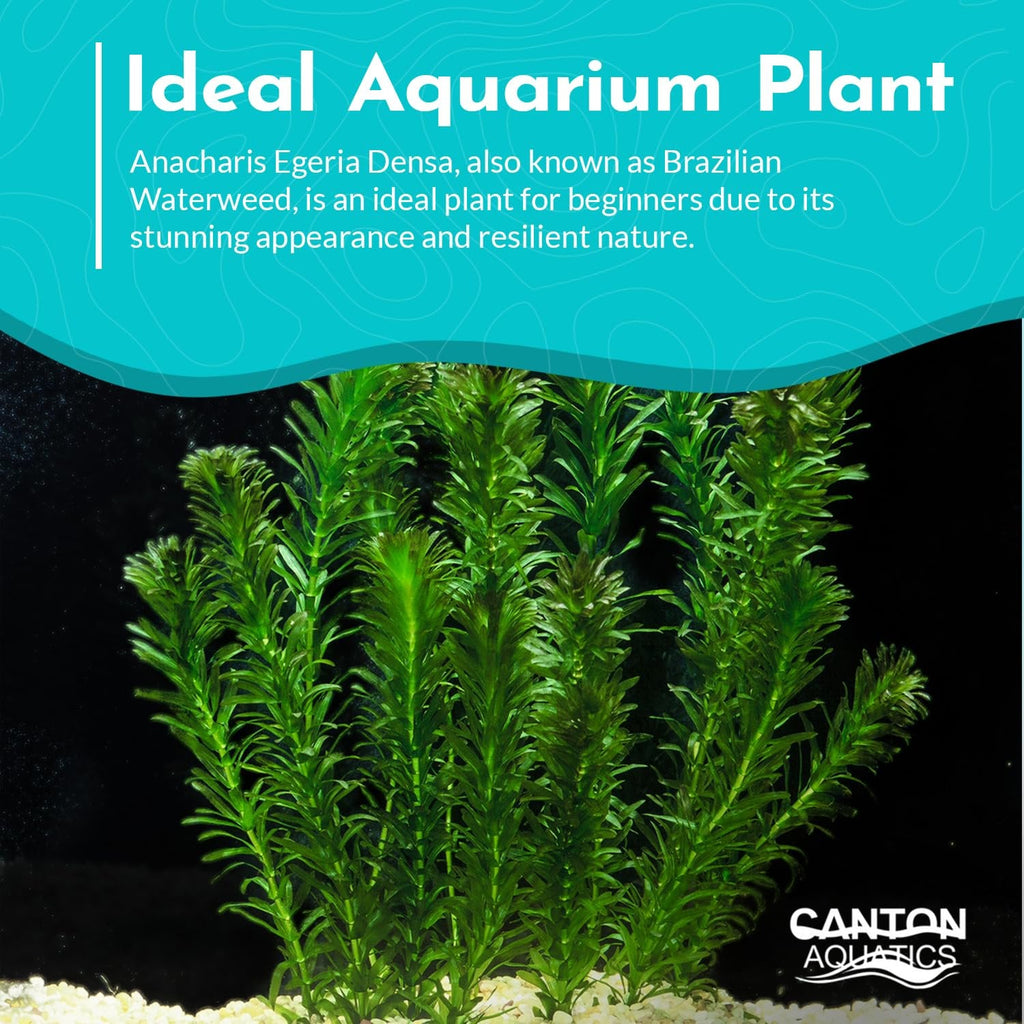 Live Anacharis Aquarium Plant product image 9