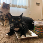 Catnip Mix product image 9