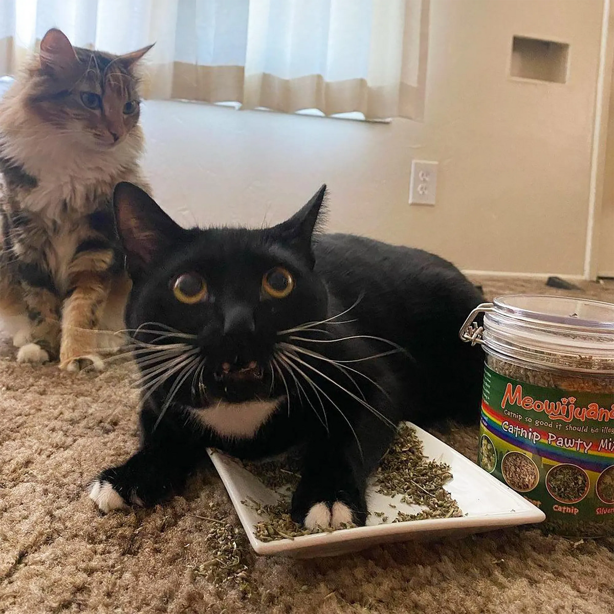 Catnip Mix product image 9