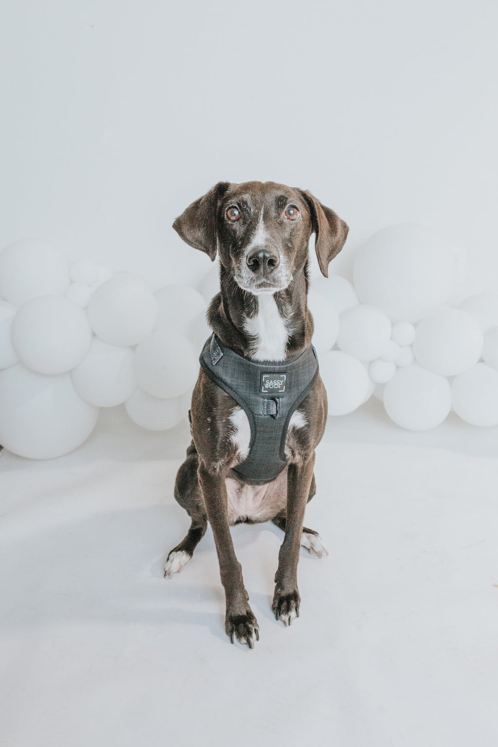 Adjustable Dog Harness product image 9