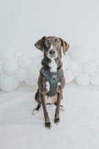 Adjustable Dog Harness product image 9
