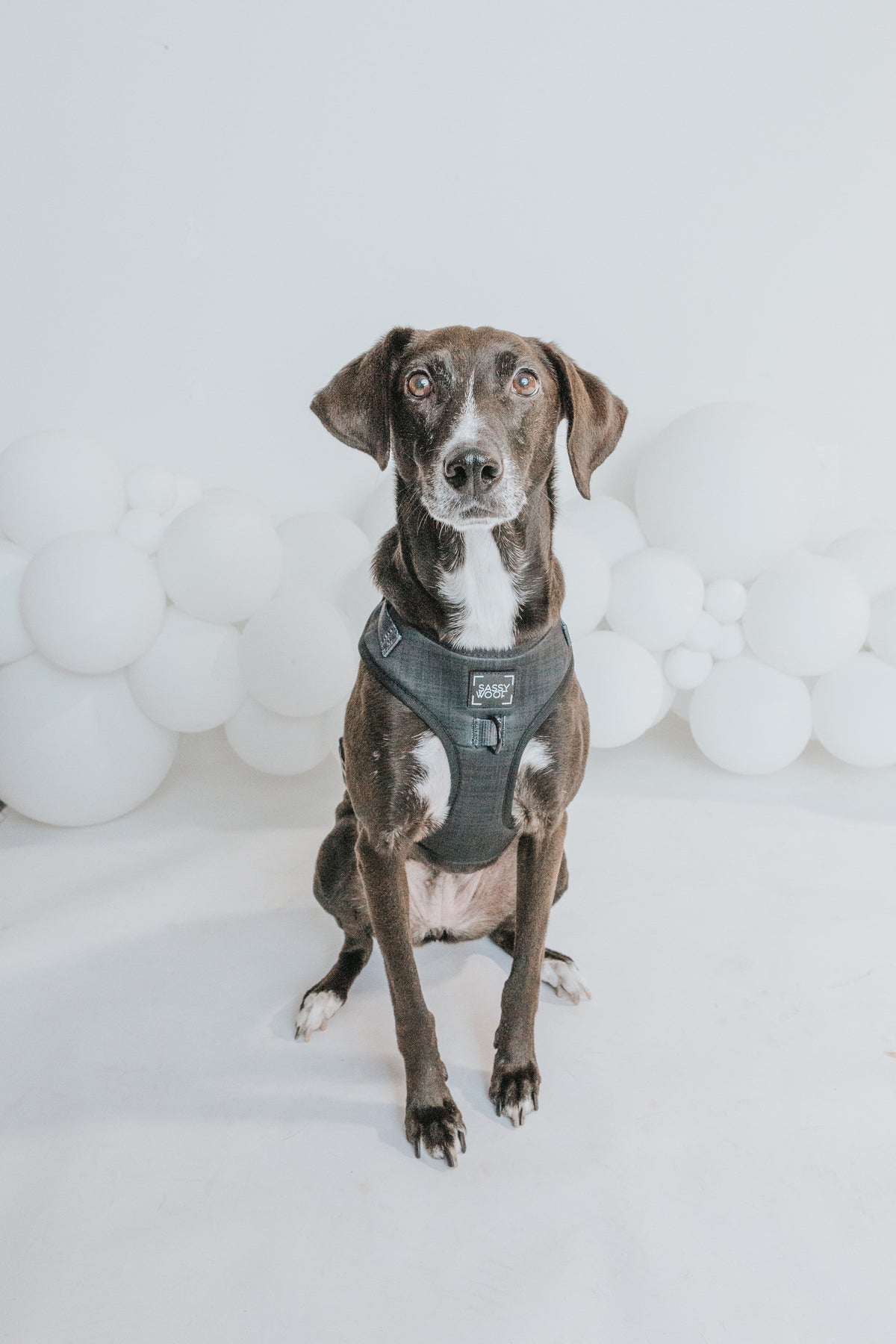 Adjustable Dog Harness product image 9