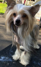 Dog Shampoo Conditioner Set product image 9