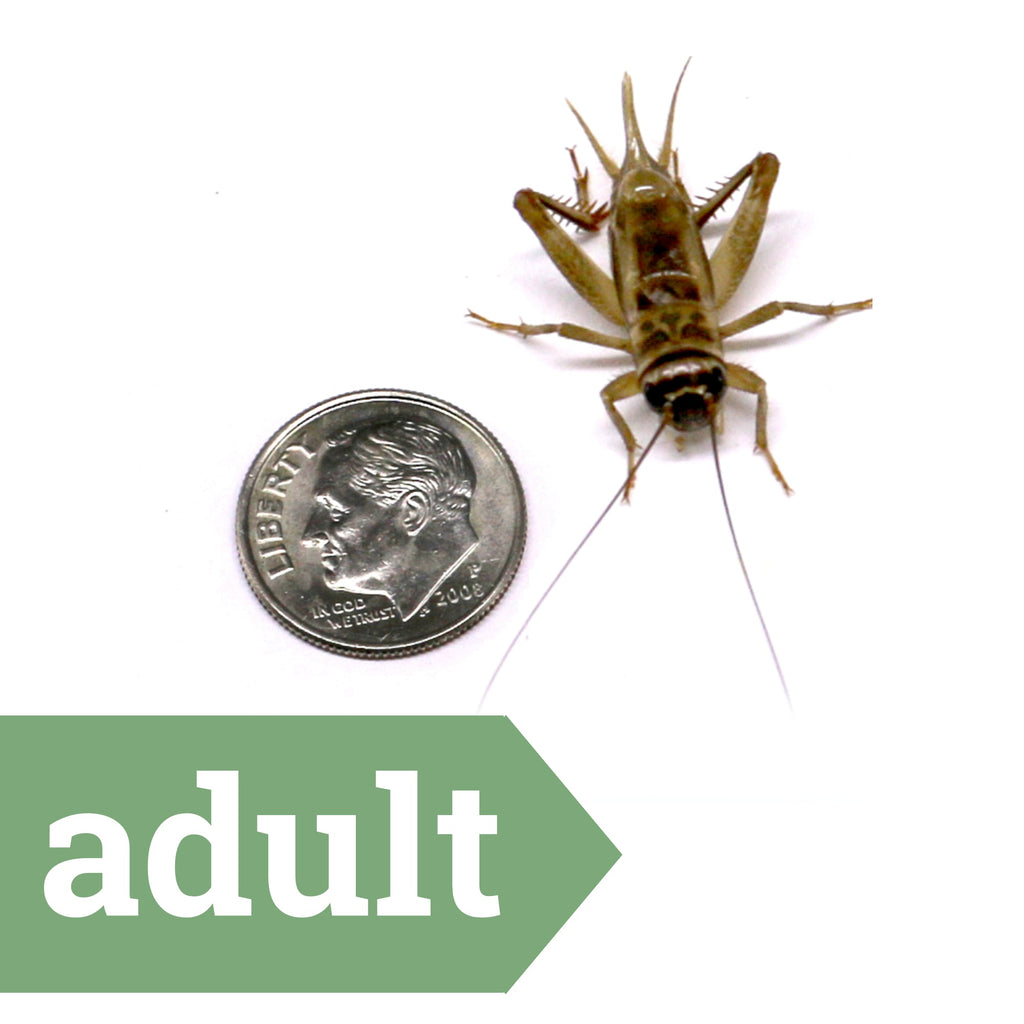 Live Feeder Crickets product image 9