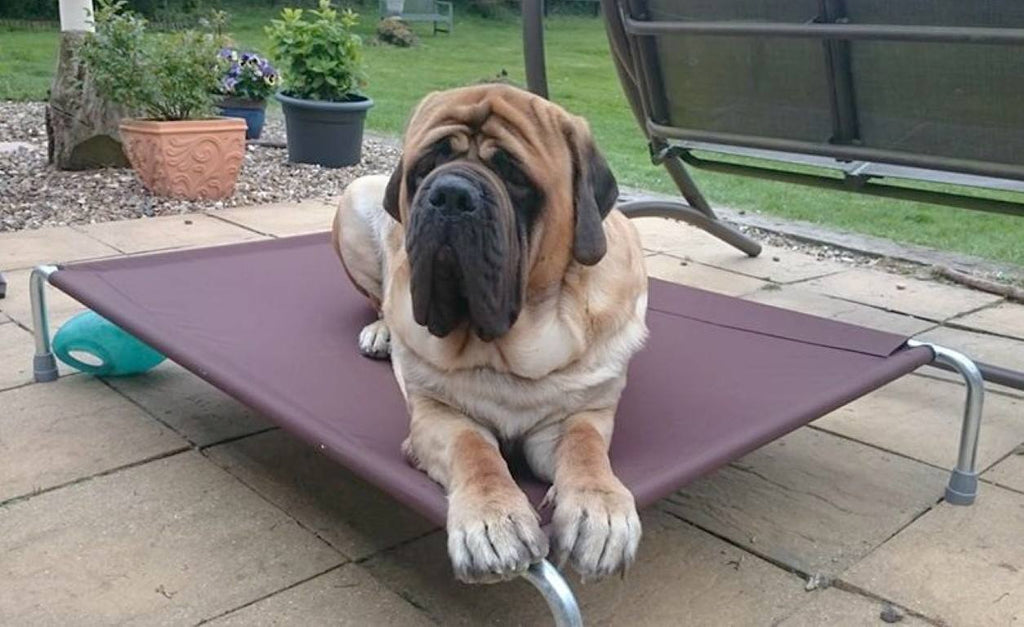 Raised Dog Bed product image 9