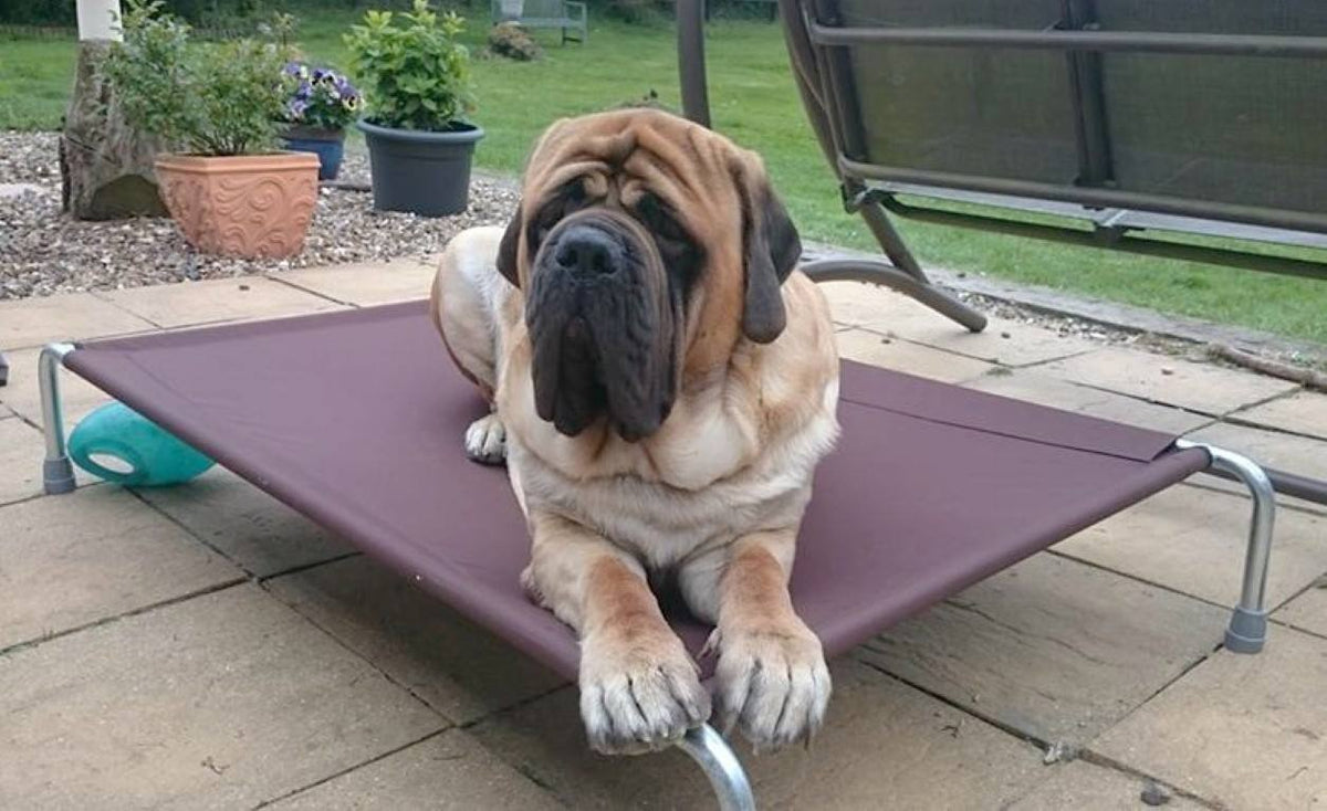 Raised Dog Bed product image 9