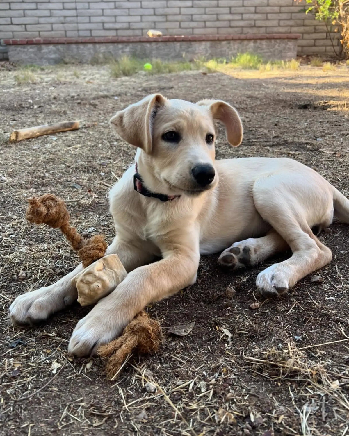 Dog Chew Toy product image 9