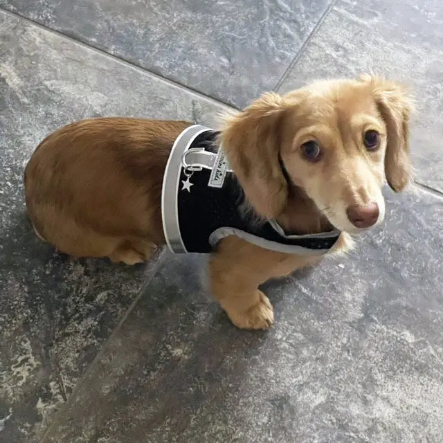 Reflective Mesh Small Pet Harness product image 9