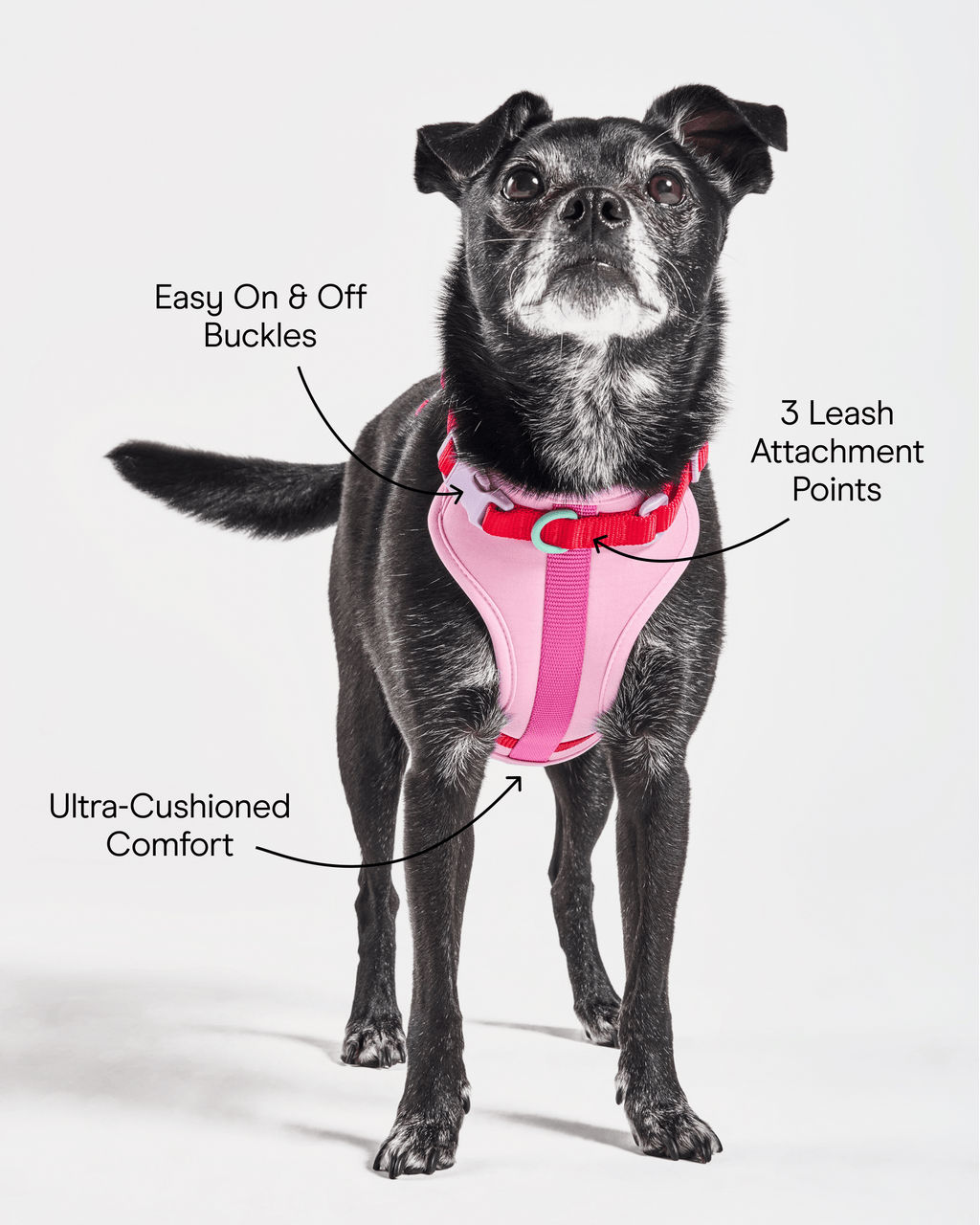 Cushioned No-Pull Dog Harness product image 5