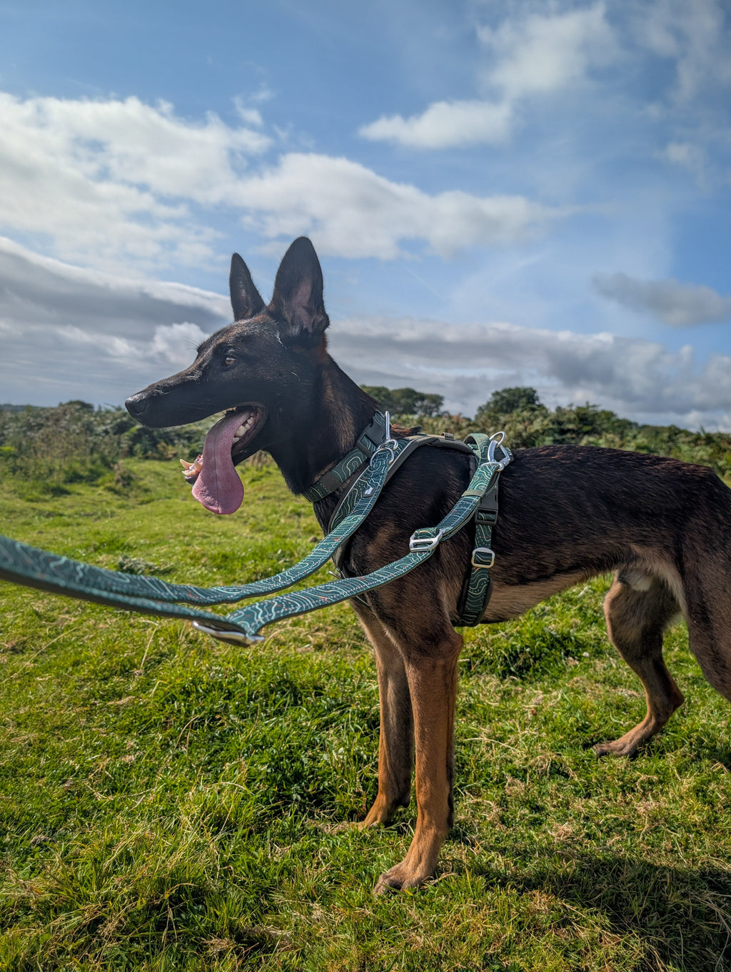 Adjustable Multi-Way Dog Leash product image 9