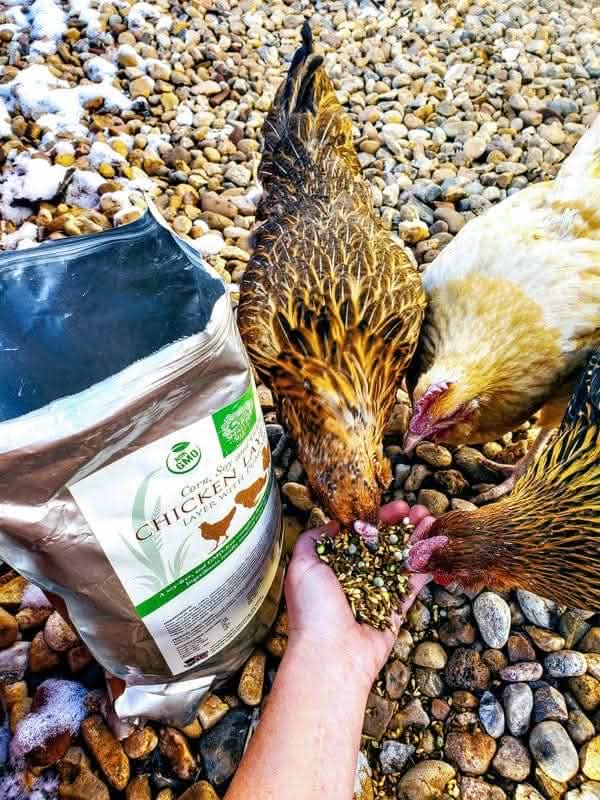 Chicken Layer Feed product image 7