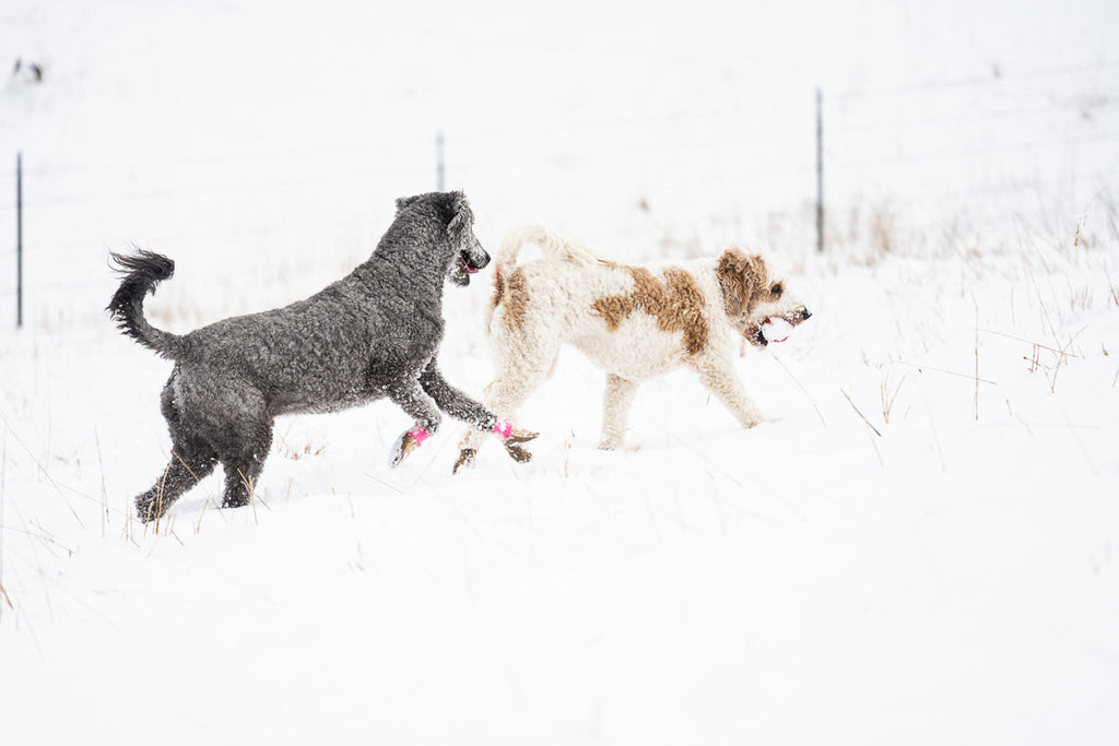 Water-Resistant Dog Booties, One Pair with Leather Soles and Neoprene Uppers for All-Weather Walks source image 10