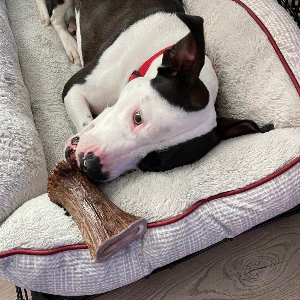 Moose Antler Base Dog Chew for Extreme Power Chewers, Dense Single-Piece Treat in Three Weight-Based Sizes source image 10