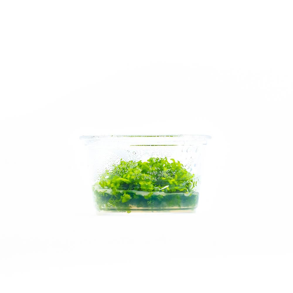 Riccia Fluitans Tissue Culture Aquarium Plant for Bright Green Floating Mats and Hardscape Carpeting source image 10