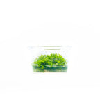 Riccia Fluitans Tissue Culture Aquarium Plant for Bright Green Floating Mats and Hardscape Carpeting source image 10