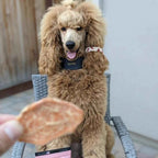 Single-Ingredient Sweet Potato Dog Treats, USA-Made Low-Fat Chews in One, Two or Three Bag Packs source image 10