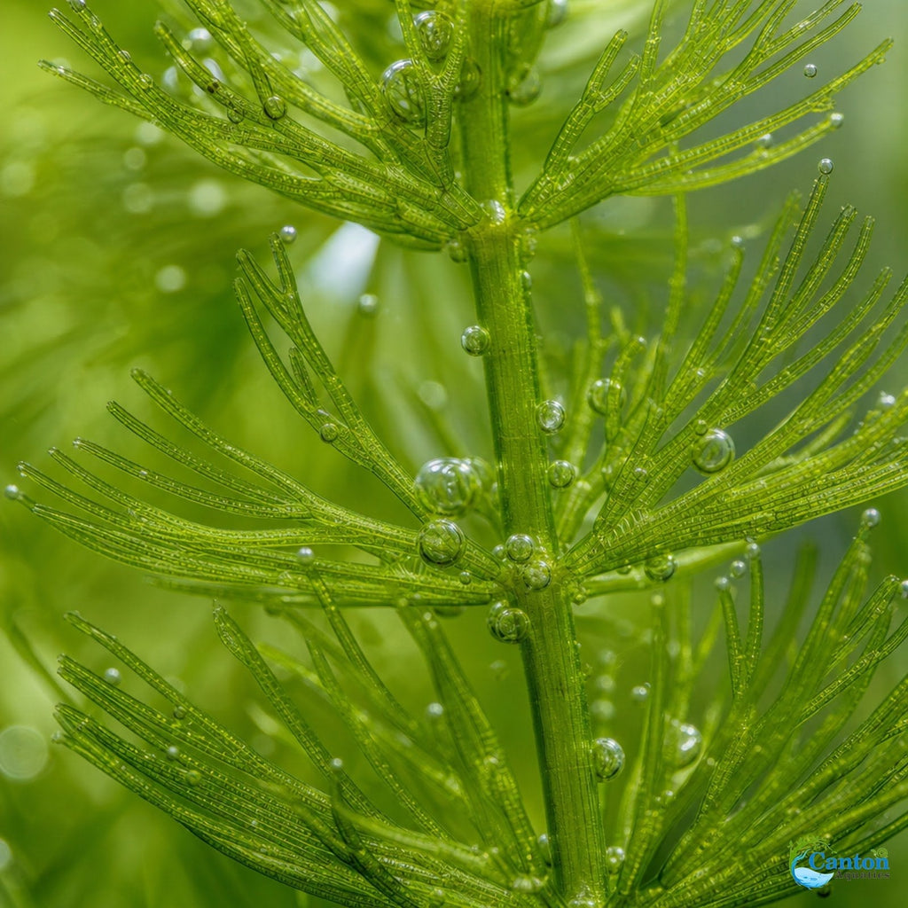 Live Hornwort Aquarium Plant Bunches for Floating or Planted Freshwater Tanks, Packs of Three or Six source image 10